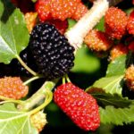 最新情報！スーパーフードの魅力